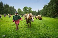 Bayerischer Wald